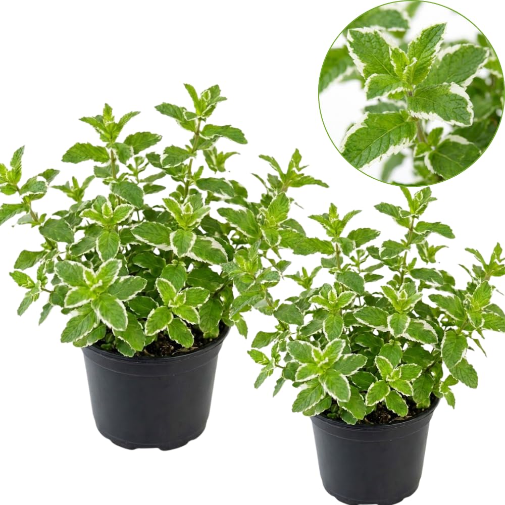 2 Apple Mint Plants, 3-Inch Pot, Mint Plants Live, Fast Growing Aromatic Perennial for Modern Landscape and Herb Gardening