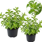 2 Apple Mint Plants, 3-Inch Pot, Mint Plants Live, Fast Growing Aromatic Perennial for Modern Landscape and Herb Gardening