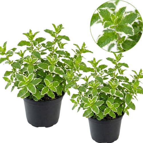 2 Apple Mint Plants, 3-Inch Pot, Mint Plants Live, Fast Growing Aromatic Perennial for Modern Landscape and Herb Gardening