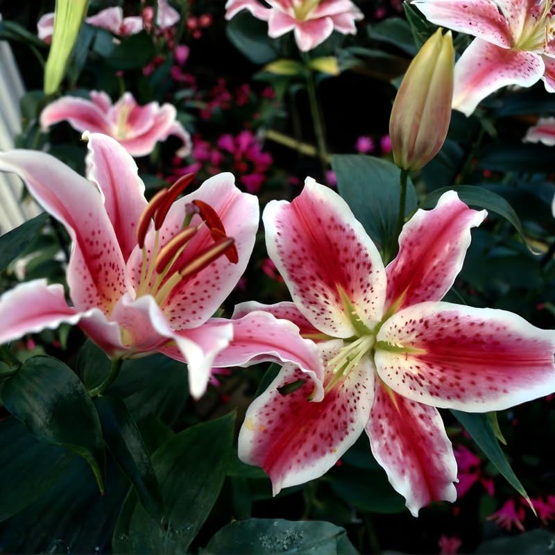 Lilly Bulbs for Planting, Stargazer Lily, 5 Large Bulbs, Intense Scented Oriental Lily for Sunny Patios, Landscapes, and Cutting Gardens