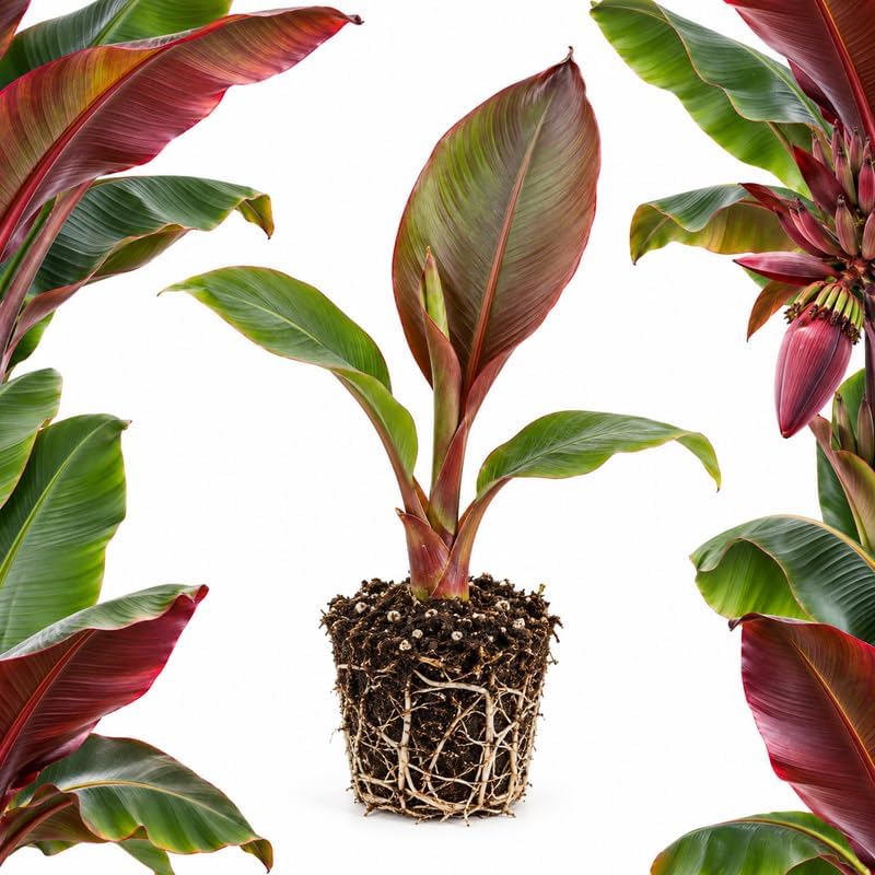 Ensete Maurelii - Red Banana Trees Live Plant in 2" Pot