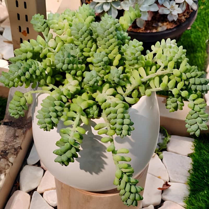 Succulent Plants, Donkey Tail Succulent Plants Live in 2 Inch Pot, Plant for Home Office, Wedding Hanging Decoration & DIY Projects