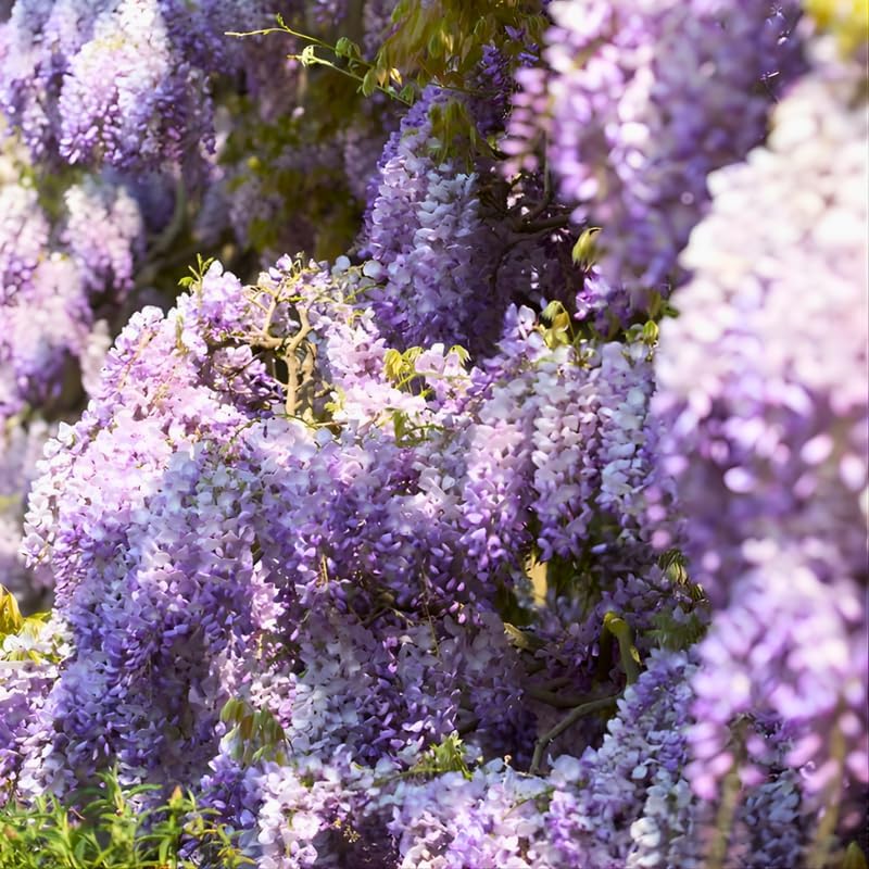 5 Purple Wisteria Live Plant 12-24 Inch, Amethyst Wisteria with Purple Blooms, Fast-Growing Fragrant Flowering Vine, Perfect for Home Décor & Garden Entrances
