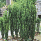 2 Sky Pencil Holly Tree Live Plant | 2.5-Inch Pot | Low Maintenance Live Narrow Evergreen | Robust Well-Rooted Pencil Holly for Architectural Décor