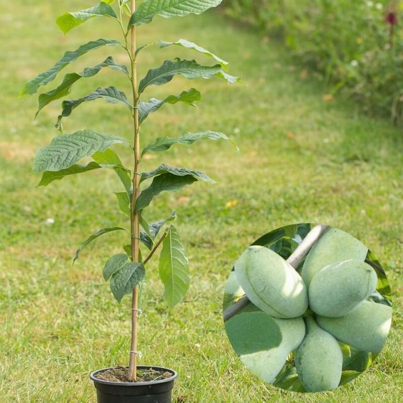 2 Pawpaw Tree Live Bare Root Seedlings | 12-24" Rooted Cuttings | Cold-Hardy North American Fruit Tree | Well-Rooted Plants for Garden