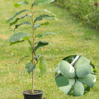 2 Pawpaw Tree Live Bare Root Seedlings | 12-24" Rooted Cuttings | Cold-Hardy North American Fruit Tree | Well-Rooted Plants for Garden