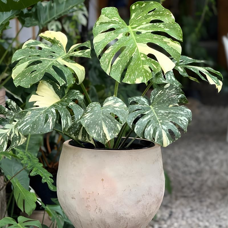 Thai Constellation Monstera Live Plant 4 Inch Tall | Variegated Monstera Plant Live with Creamy White Speckles for Indoor Home Décor