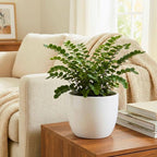 2 Button Fern Live Plant, Live Fern Plants in 2 Inch Pot, Air-Purifying, Low Maintenance, Perfect for Home and Office Décor, Easy to Care