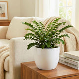 2 Button Fern Live Plant, Live Fern Plants in 2 Inch Pot, Air-Purifying, Low Maintenance, Perfect for Home and Office Décor, Easy to Care