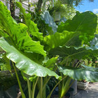 Elephant Ears Live Plant Giant 1–2ft Tall |Live Plant from Colocasia Esculenta | Huge Tropical Leaves | Easy to Grow Colocasia for Yard, Patio & Decorative Garden