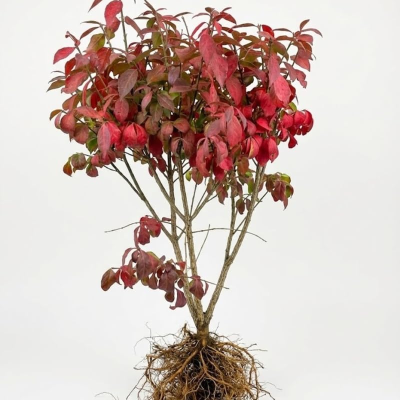 2 Burning Bush Shrub | 8-12 Inch Bare Root Seedlings | Low Maintenance Flowering Deciduous Shrub | Robust Well-Rooted Plants for Home Garden