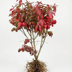 2 Burning Bush Shrub | 8-12 Inch Bare Root Seedlings | Low Maintenance Flowering Deciduous Shrub | Robust Well-Rooted Plants for Home Garden