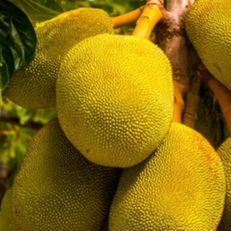(No Ship to CA,HI,AK) Jackfruit Tree Live Plant, 3 Gallon Pot, 3 Feet Tall, Potted Tropical Fruit Tree Starter for Backyard and Large Containers