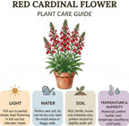 10 Red Cardinal Flower Live Roots, Lobelia Cardinalis, Hardy Perennial Flower, Ready to Plant for Outdoor Garden & Landscaping