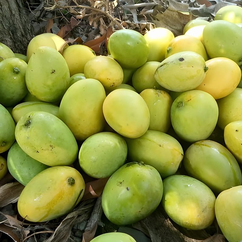 Carrie Mango Trees Live Plants |Sweet Fruit Tree 2.5–3 Ft Tall | Compact Tropical Mango Variety with Rich, Aromatic Fruit | Ideal for Yard, Patio & Warm-Climate Gardens | No Ship CA, HI, AK