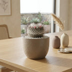 Gymnocalycium Horstii Green Tomato Cactus Plant Live, 4" Pot, Fully Rooted, Easy Care, Unique Ornamental Live Succulent Plant for Home, Office & Indoor Displays