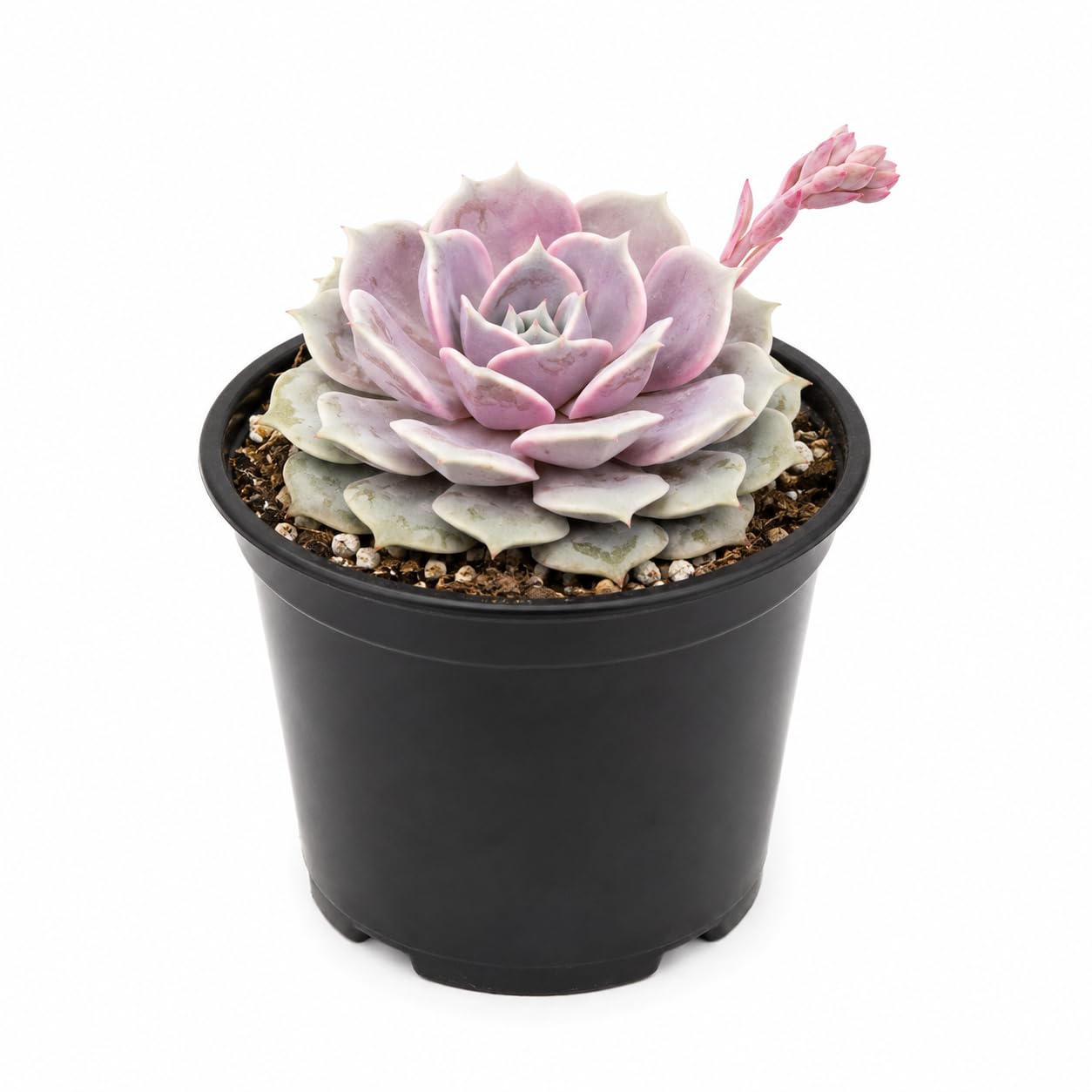 Agavoides Echeveria Succulent Live Plant, 4 Inch Pot, Colorful Succulent Live, Well Rooted, Easy Care Houseplant, for Home, Office, Indoor & Outdoor Décor
