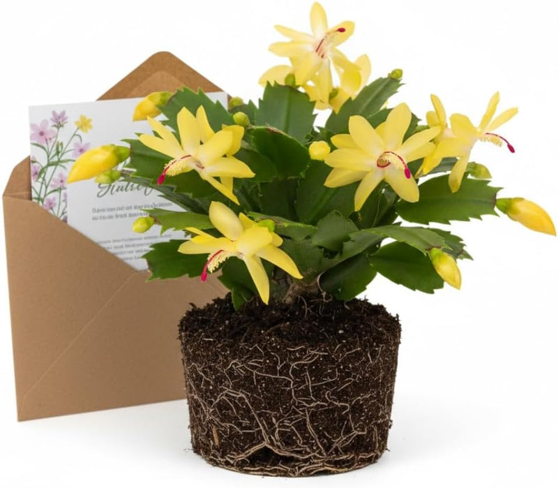 Yellow Christmas Cactus Live Houseplant | 3–4 Inch Well-Rooted Schlumbergera | Indoor Flowering Plant Gift for Birthdays & Housewarming