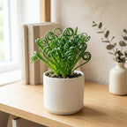 Albuca Spiralis Plant Live, 4 Inch Potted Frizzle Sizzle, Low Maintenance Indoor Succulent with Unique Corkscrew Curly Leaves for Home Office Decor