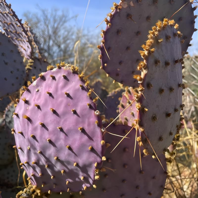 Opuntia Santa Rita Purple Prickly Pear Cactus Live Plant | Live Purple Cactus in 3 Inch Pot | Drought-Tolerant Desert Cactus for Indoor & Outdoor Use, Landscaping, Rock Gardens & Container Planting