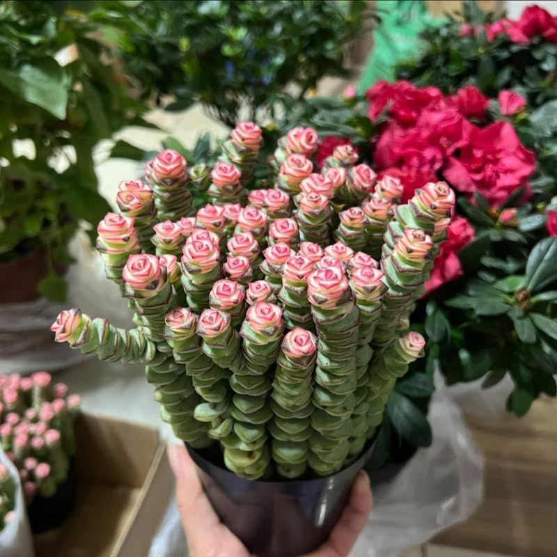 Baby’s Necklace Crassula Live Succulent in 4" Inch Pot | String of Buttons Type | Easy-Care Trailing Plant for Indoor Displays