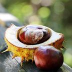 Chestnut Tree, 6-10" Nut Tree, Vigorous Deciduous Shade Tree for Backyard Gardens & Orchard Planting, Sweet Edible Harvests & Fast Growth