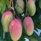 Grafted Valencia Pride Mango Tree Live Plant | 2.5–3 Ft Tropical Fruit Tree for Planting | Sweet, Low-Fiber Mango Variety for Home Gardens | No Ship to CA,HI,AK