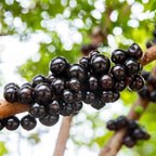 Jabuticaba Fruit Tree for Planting | Jaboticaba Live Tree | 2.5–3 Ft Potted Tropical Fruit Tree | Sweet Edible Berries for Home Gardens Patios & Containers | No Ship to CA,HI,AK