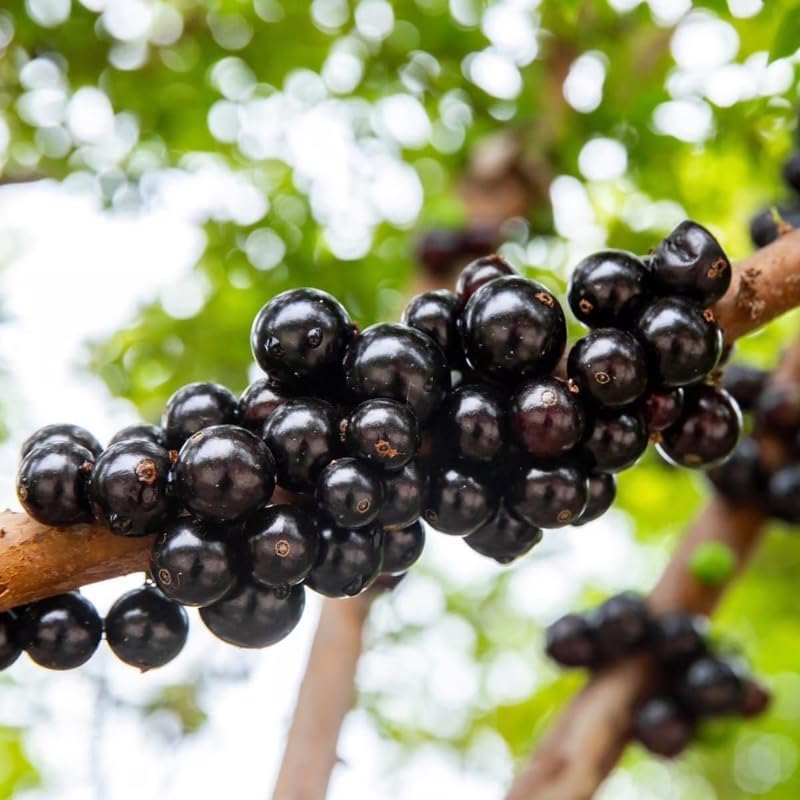 Live Jabuticaba Tree Live Plant | Jaboticaba Fruit Tree 2.5–3 Ft Tall Potted Plant | Hardy Fruit-Bearing Tree for Indoor or Outdoor Growing | No Ship to CA,HI,AK