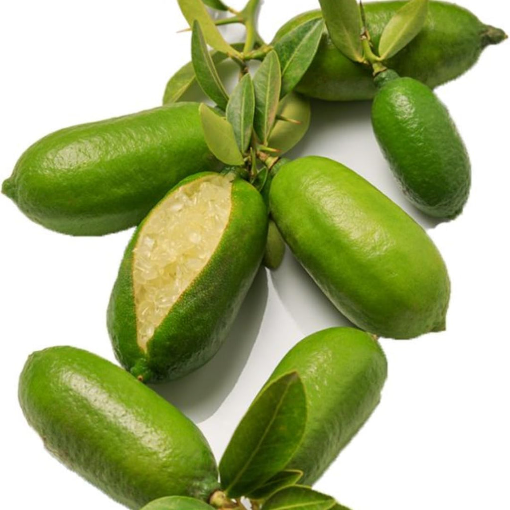 Green Finger Lime Trees Live Plants | 2.5–3 Feet Live Potted Citrus Tree | Citrusy Juicy Fruit for Cooking, Juicing & Home Gardening | No Ship to CA,HI,AK