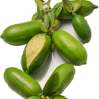 Green Finger Lime Trees Live Plants | 2.5–3 Feet Live Potted Citrus Tree | Citrusy Juicy Fruit for Cooking, Juicing & Home Gardening | No Ship to CA,HI,AK