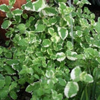2 Chocolate Mint Plant, 3" Pot, Fresh Herb Plants Live, Mint Plants for Inside Windowsills or Outdoor Garden Beds