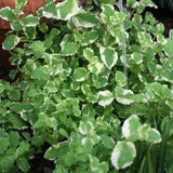 2 Spearmint Plant, 3" Pot, Fresh Herb Plants Live, Mint Plants for Inside Windowsills or Outdoor Garden Beds