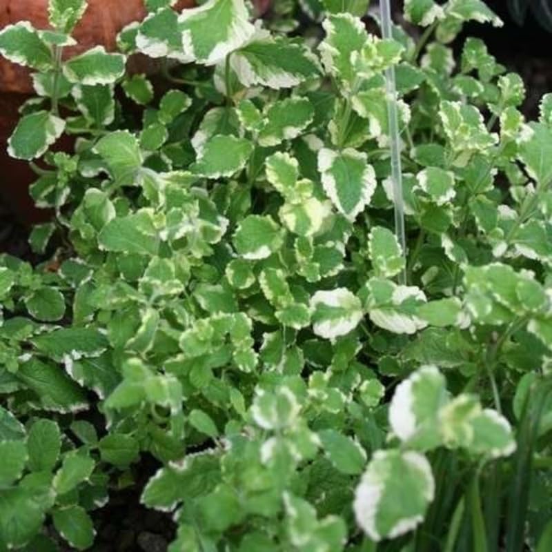 2 Spearmint Plant, 3" Pot, Fresh Herb Plants Live, Mint Plants for Inside Windowsills or Outdoor Garden Beds