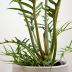 Philodendron Tortum Live Plant in 4 Inch Pot, Rare Style Indoor Plant for Tabletop Display, Gifting and Houseplant Collections