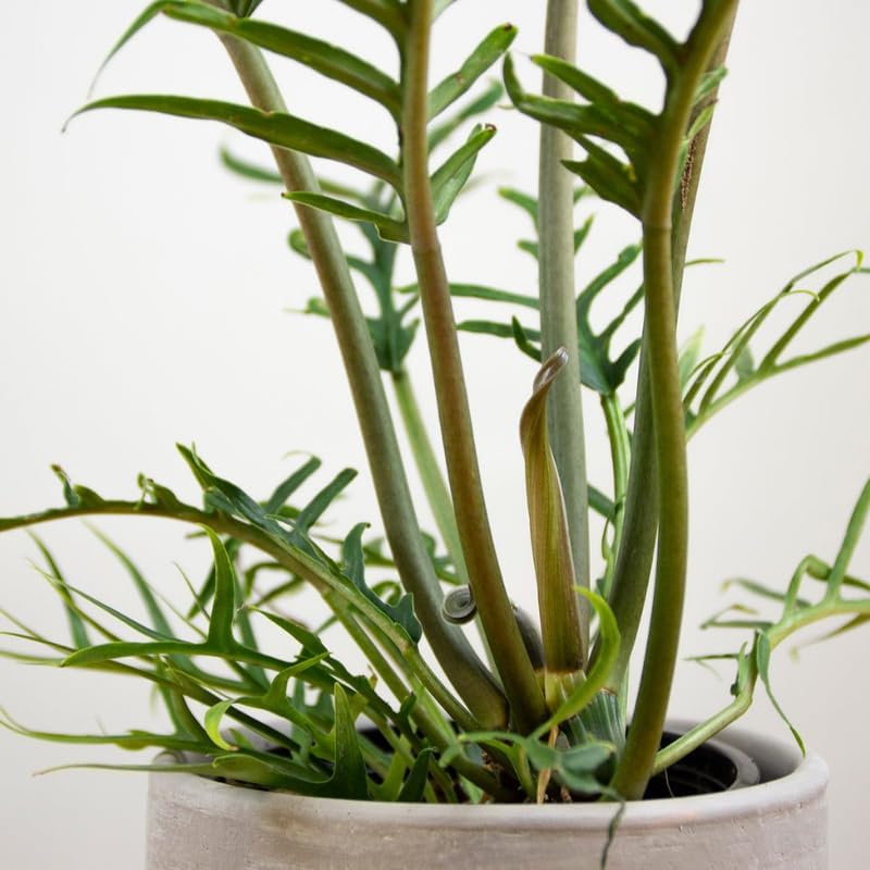Philodendron Tortum Live Plant in 4 Inch Pot, Rare Style Indoor Plant for Tabletop Display, Gifting and Houseplant Collections