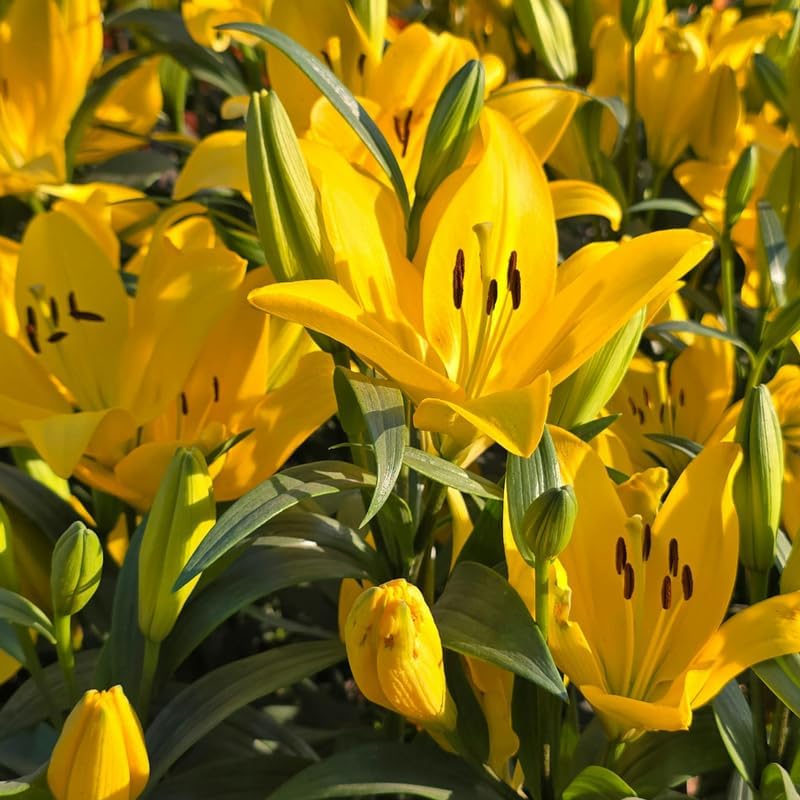 Lilly Bulbs for Planting, Set 4 Red County Asiatic Lily Bulbs, Live Flowering Plant Bulbs, Rare Red Lily Starters for Backyard and Garden Rows