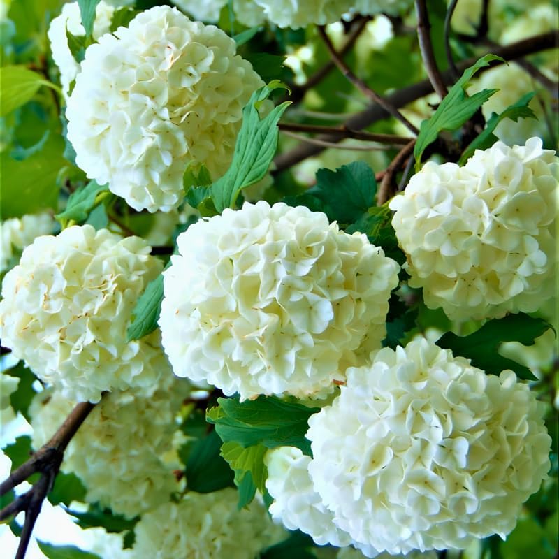 2 Snowball Bush Live Plants | Japanese Snowball Bush Live Plant for Outdoor Growing | 1–2 Feet Tall Bare Root Shrubs | Ideal for Garden Planting and Landscape Use