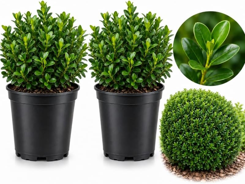 2 Dwarf Korean Boxwood Plants, 6-12" Tall in 4 Inch Pot, Compact Green Shrub for Outdoor Garden Borders and Landscaping