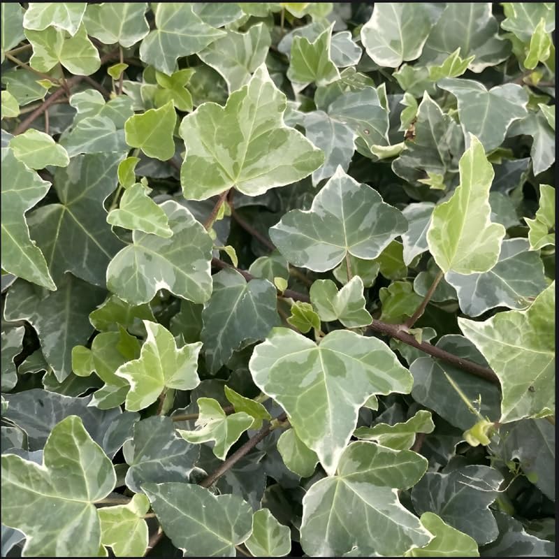 Glacier English Ivy in 6'' Inch Pot for Planting | Trailing & Climbing Easy-Care House Plant | Real English Ivy Plant for Indoor Décor