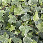 Glacier English Ivy in 6'' Inch Pot for Planting | Trailing & Climbing Easy-Care House Plant | Real English Ivy Plant for Indoor Décor