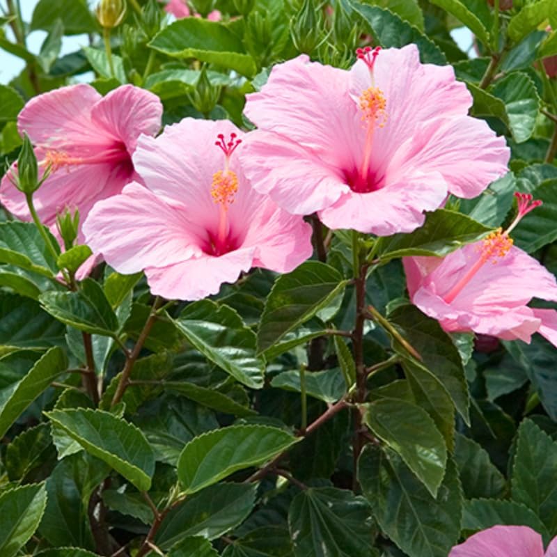 2 Pink Althea Live Plants (Rose of Sharon) | 12–18 Inch Tall Flowering Trees | Pink -Flowering Hibiscus Shrubs for Outdoor Planting, Landscaping & Garden Beds