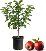 Red Delicious Apple Tree Live Plant in 3 Gallon Pot, Fast Growing Apple Trees Live Plants Ready to Fruit, Perfect for Home Backyard and Garden (No Ship to CA, HI, AK)
