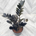 ZZ Plant Live in 6’’ Inch Pot |Black Raven ZZ Plant Live with Glossy Dark Foliage | Easy-Care Zamioculcas for Indoor Rooms, Works Well in Homes, Apartments & Office Settings