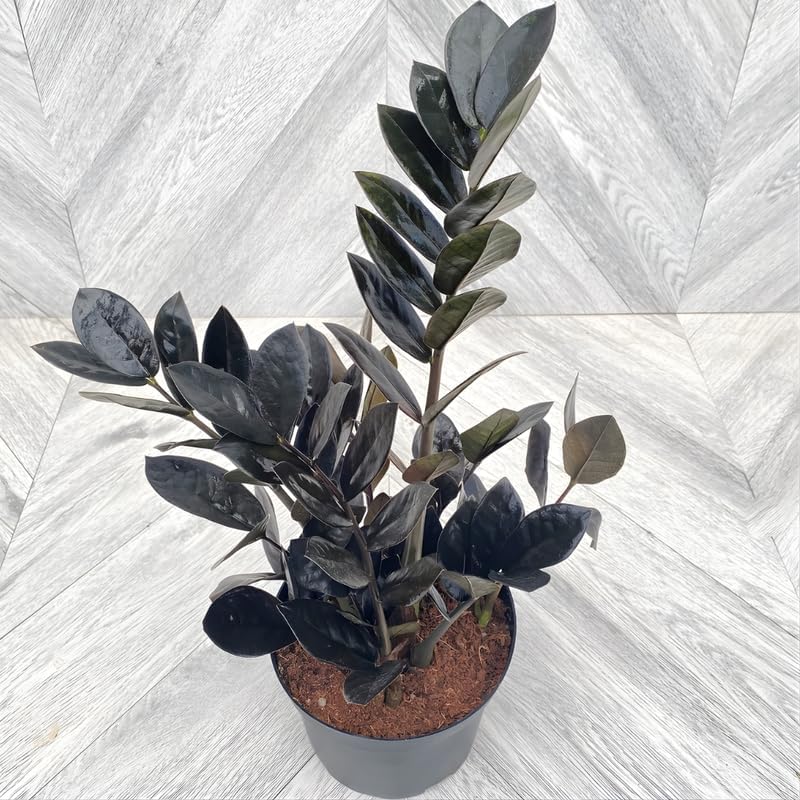 ZZ Plant Live in 6’’ Inch Pot |Black Raven ZZ Plant Live with Glossy Dark Foliage | Easy-Care Zamioculcas for Indoor Rooms, Works Well in Homes, Apartments & Office Settings