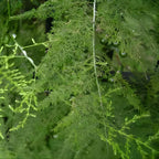Asparagus Plants Live for Planting in 4’’ Inch Pot | Feathery Asparagus Fern Houseplant | Low-Maintenance Indoor Plant for Shelves, Desks & Small Spaces