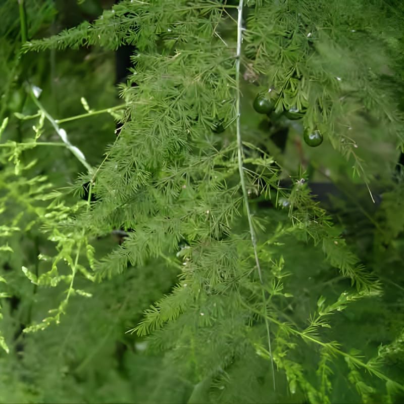Asparagus Plants Live for Planting in 4’’ Inch Pot | Feathery Asparagus Fern Houseplant | Low-Maintenance Indoor Plant for Shelves, Desks & Small Spaces