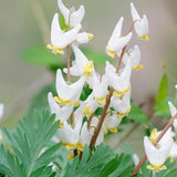 10 Live Dutchman’s Breeches Bare Root Plant, Easy Care, Low Maintenance, Early Spring Blooming Perennial, Ideal for Shade Gardens & Woodland Landscapes