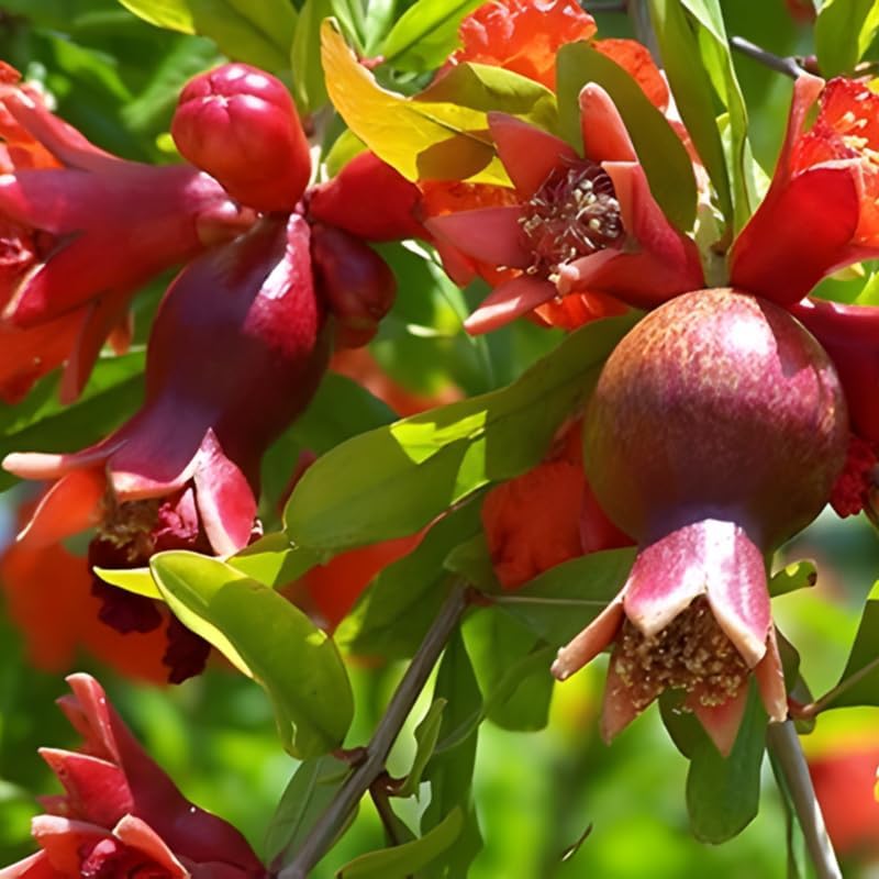 Salavatski Pomegranate Tree Live Plant in 4 Inch Pot | Vibrant Live Pomegranate Plant for Planting in Pots or Ground | Easy-Grow Fruit Tree for Gardeners, Yards & Home Orchards