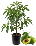 (No Ship to CA,HI,AK) Avocado Tree, 3 Gallon Pot, High-Vigor Evergreen for Home Landscapes, Subtropical Shade Tree for Backyard Orchards